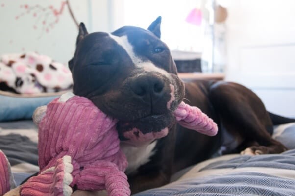 A rescued black and white dog snuggling a pink plush toy