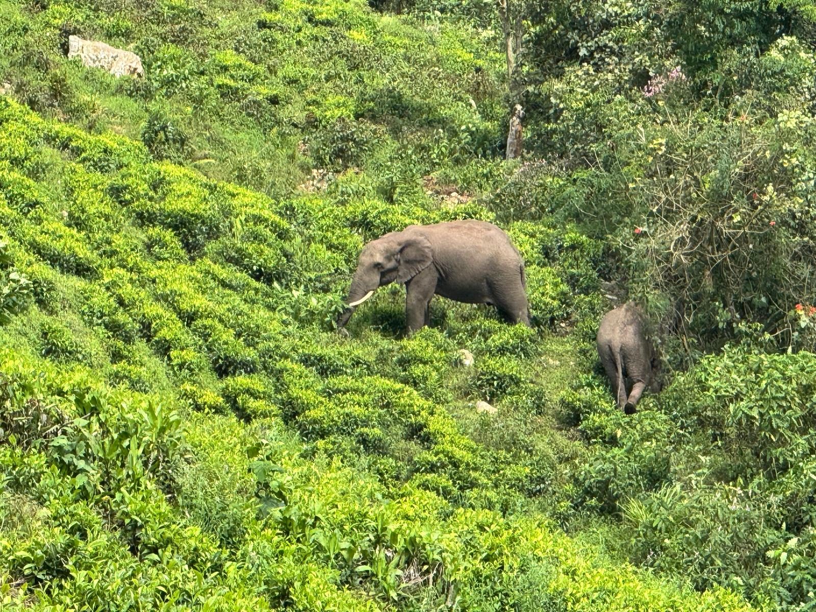 animals of uganda - African Elephants near Bwindi Impenetrable Forest