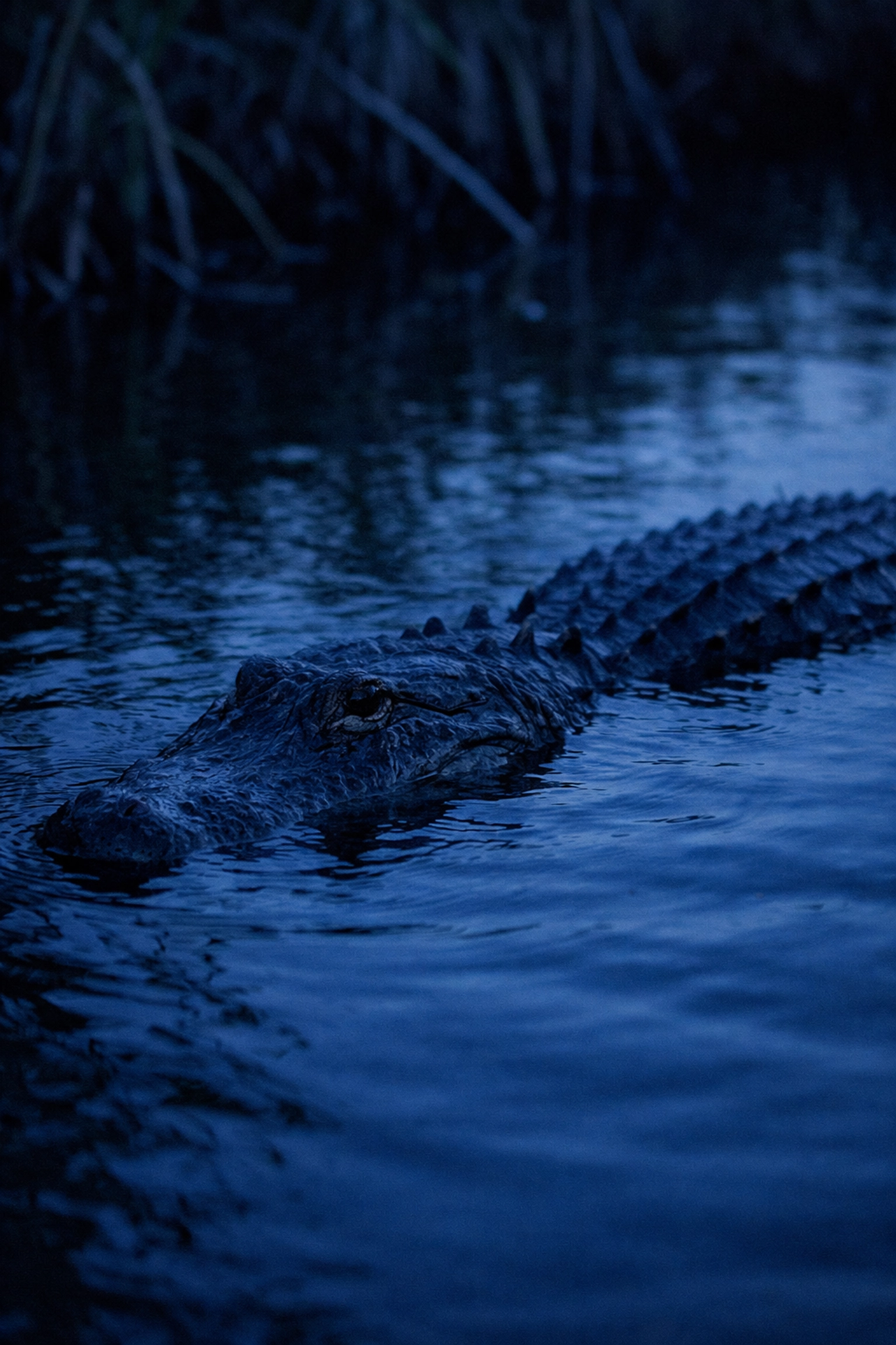 American alligator in the water during pre-dawn blue hour, showcasing wildlife photography in the Everglades.
