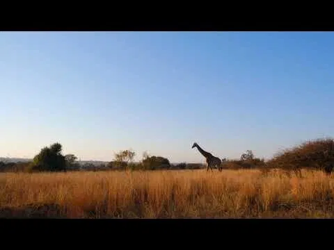 solitary-giraffe-savannah-clear-sky-business-vision.webp