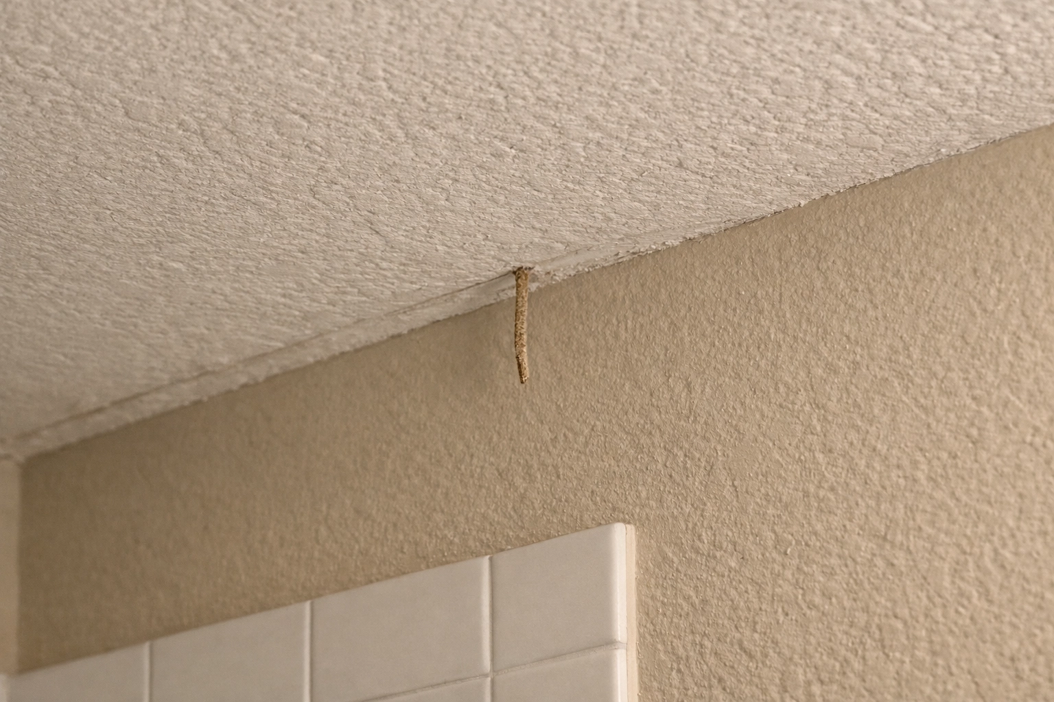 Small, fragile termite exit tube hanging subtly from a bathroom ceiling drywall corner.