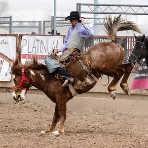 A rodeo cowboy clings to a bucking mule mid-ride, capturing the intensity and split-second action of competitive rodeo in a dusty arena.