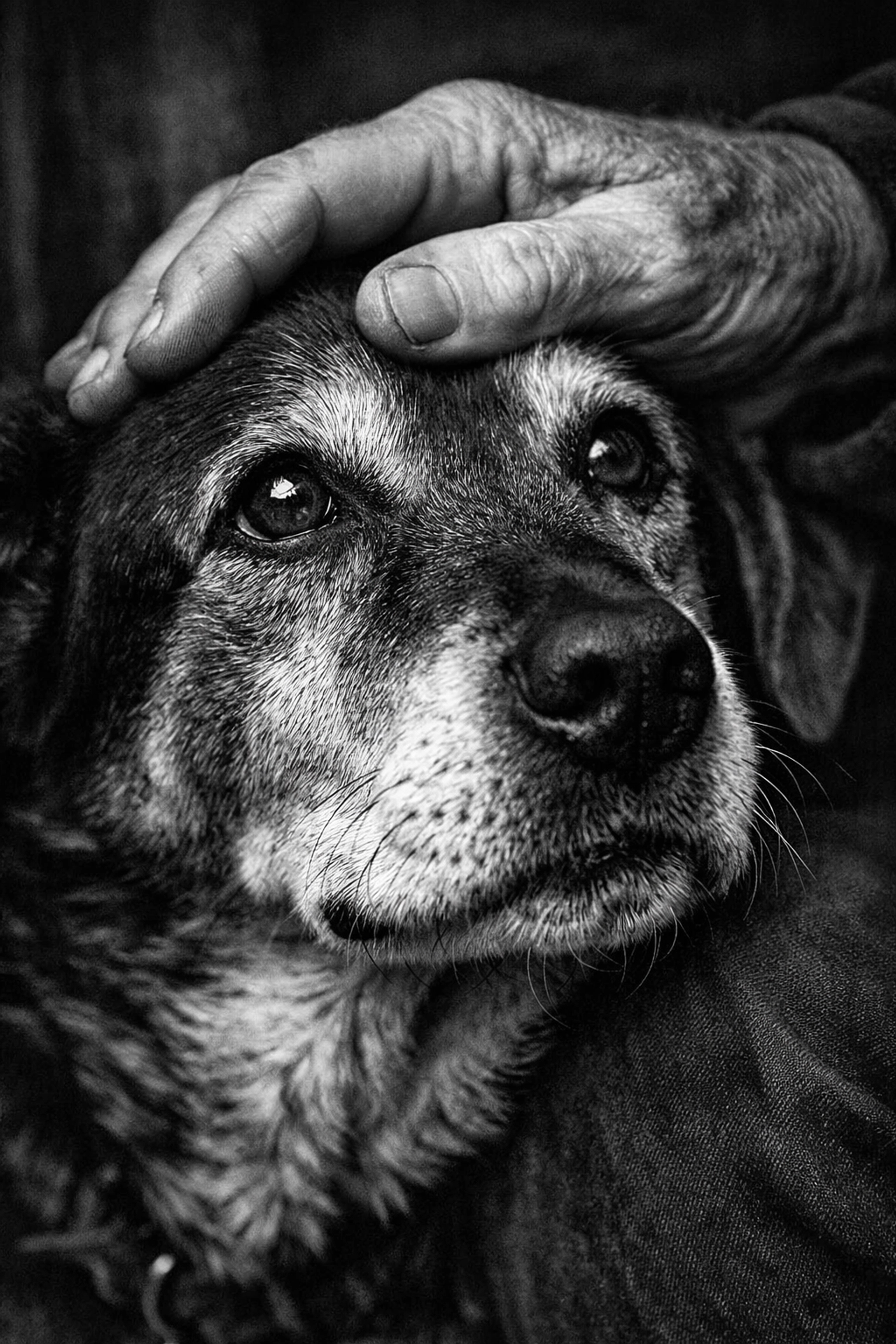 A high-contrast, soulful black and white photograph focusing on the close-up bond between a human and a senior rescue dog. A weathered, gentle hand is resting softly on the head of an older dog with wise, expressive eyes and a salt-and-pepper face. The perspective is intimate and tight, highlighting the textures of the dog's fur and the sincerity of the connection. The mood is one of deep gratitude and quiet companionship, perfectly illustrating the 'soulful appreciation' of a rescued senior pet in its forever home.