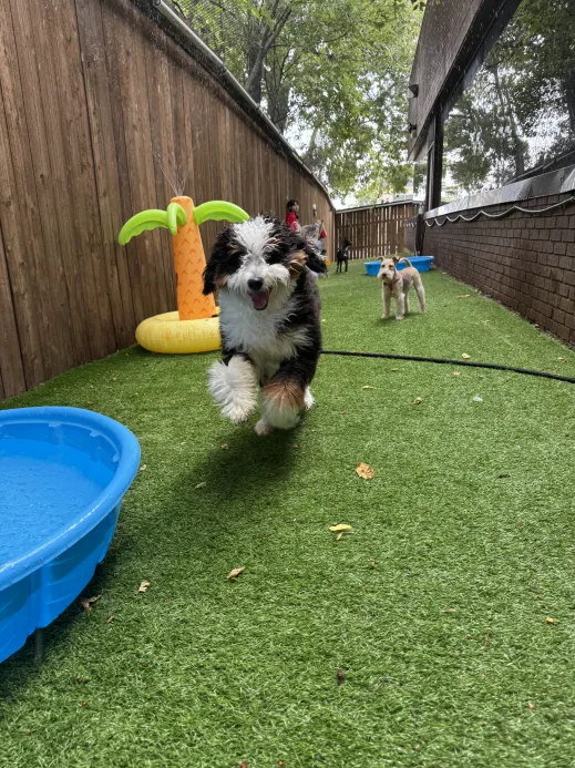 A joyful dog running toward the camera during supervised outdoor play at Arlington Dog Daycare & Boarding.