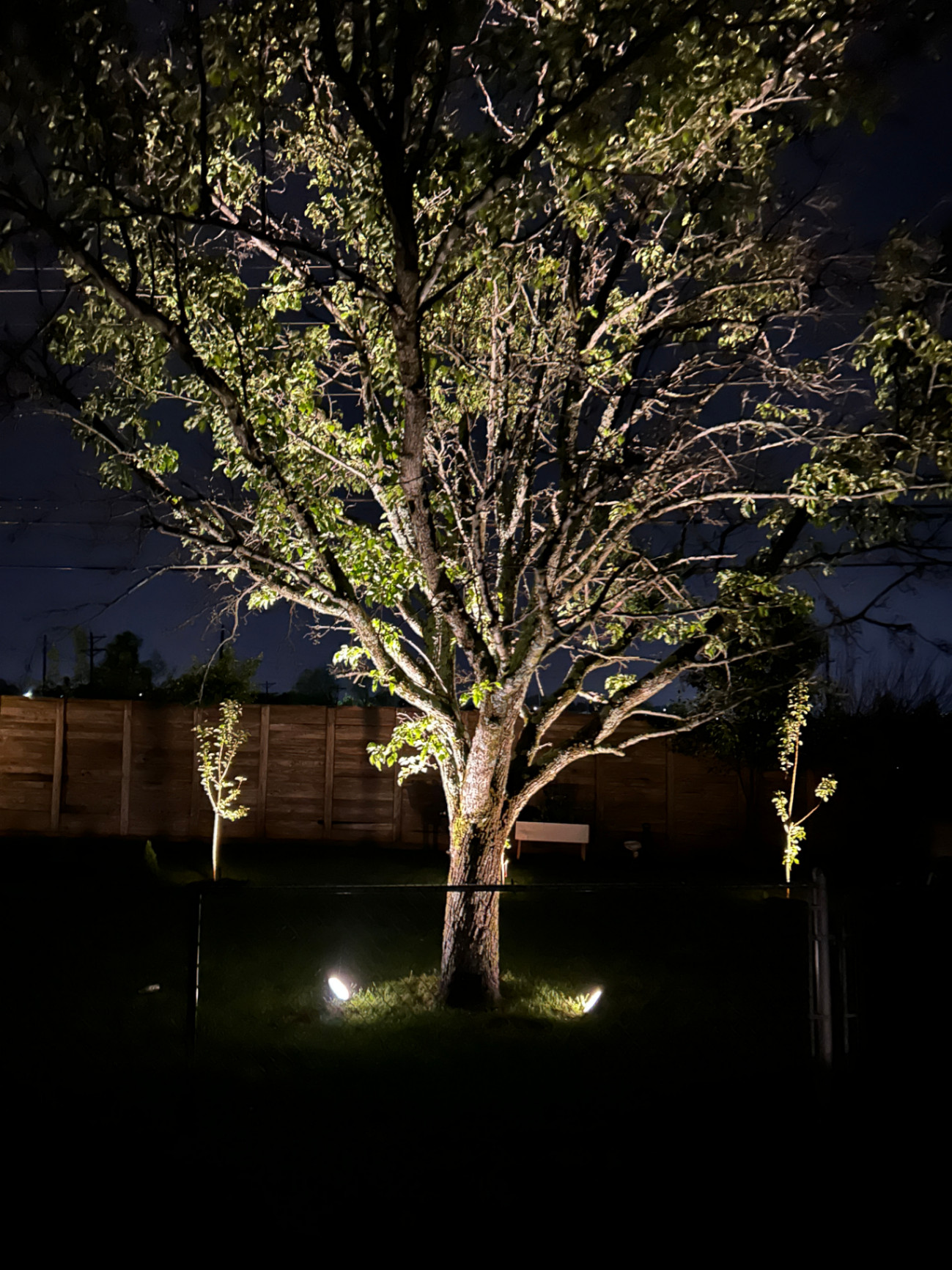 Uplighting Around Backyard Tree