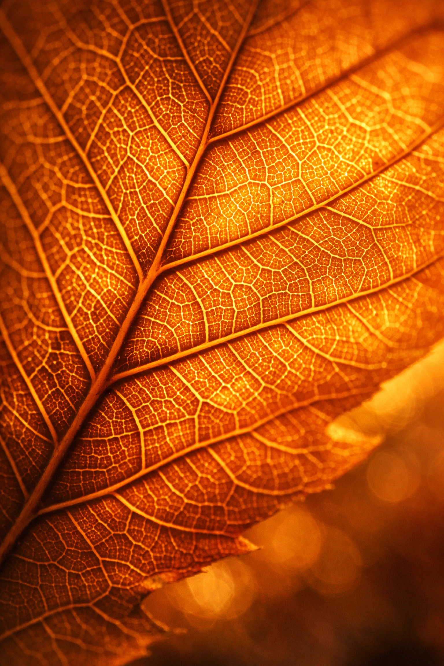 Falevél finom erezete napfényben, szimbolizálva az egészséges érrendszer és idegrendszer szerepét a merevedésben.