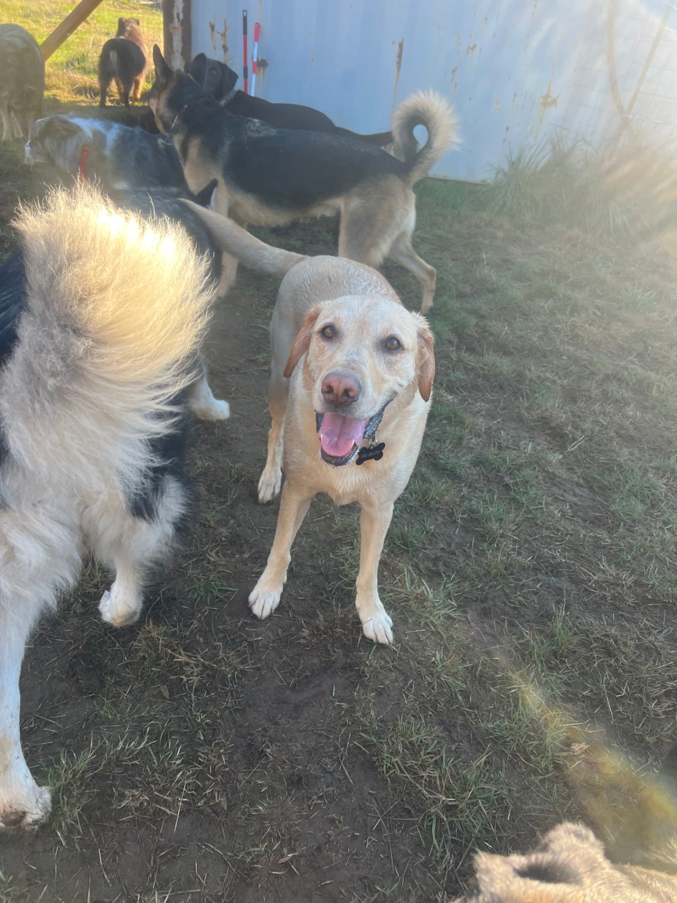 Group of Dogs at Green Acres K-9 Resort