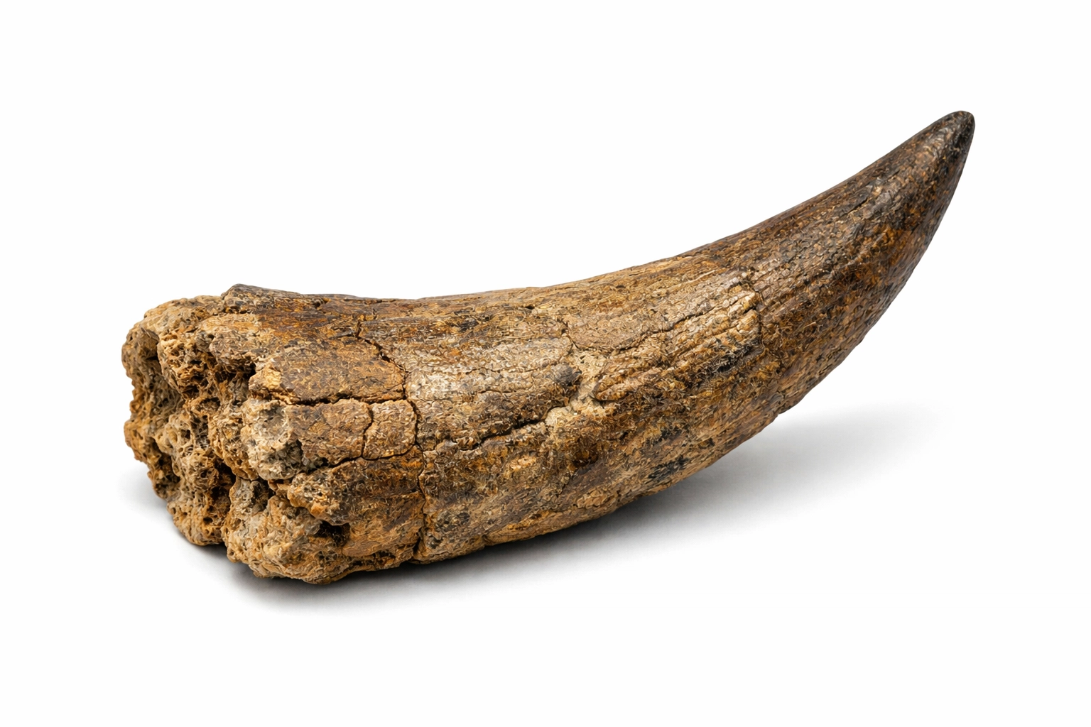 Authentic Triceratops fossil brow horn showing natural bone structure, a legally obtained specimen.