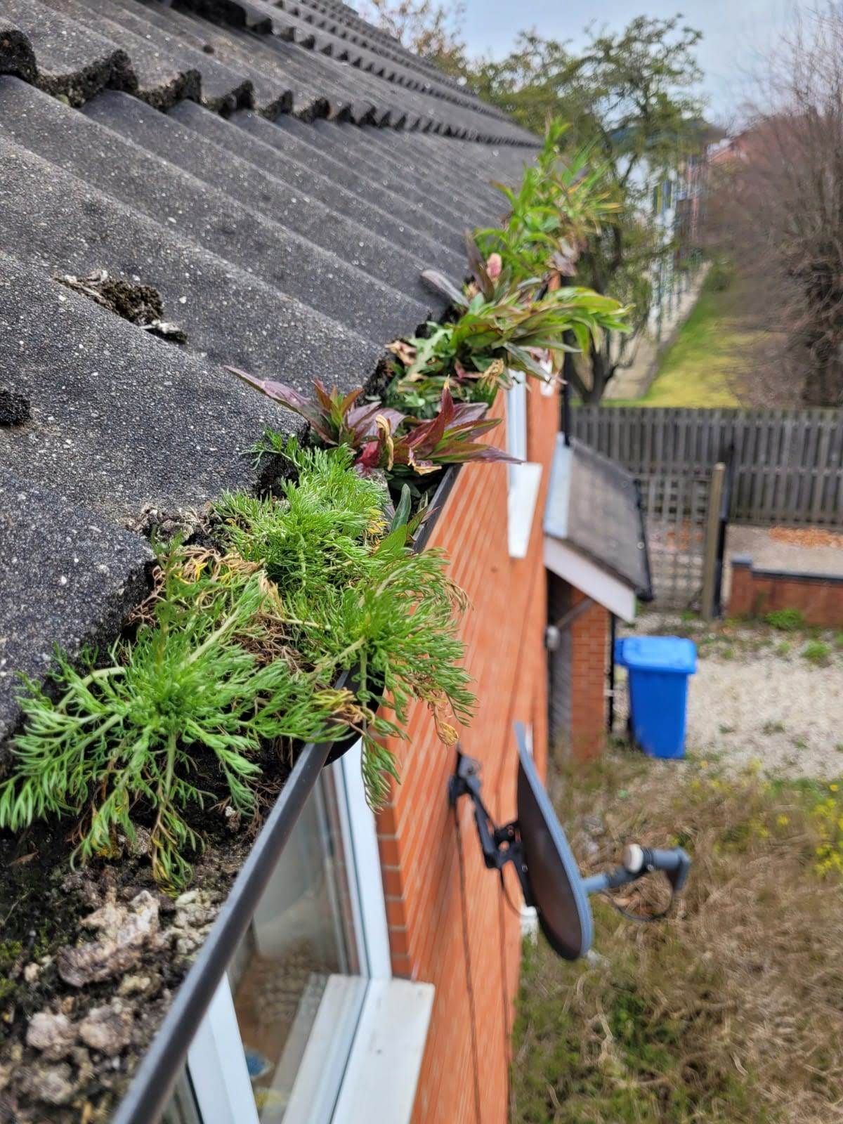 A gutter heavily overgrown with weeds and plants due to neglect, showing the result of a 'wait and see' approach.