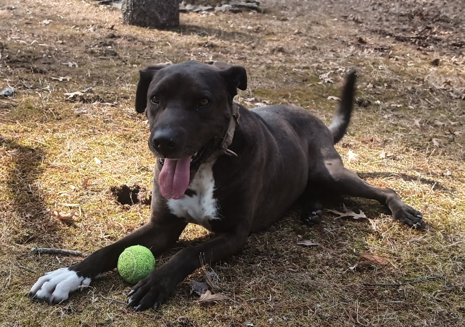 A happy black and white dog enjoys playtime outside at the sanctuary