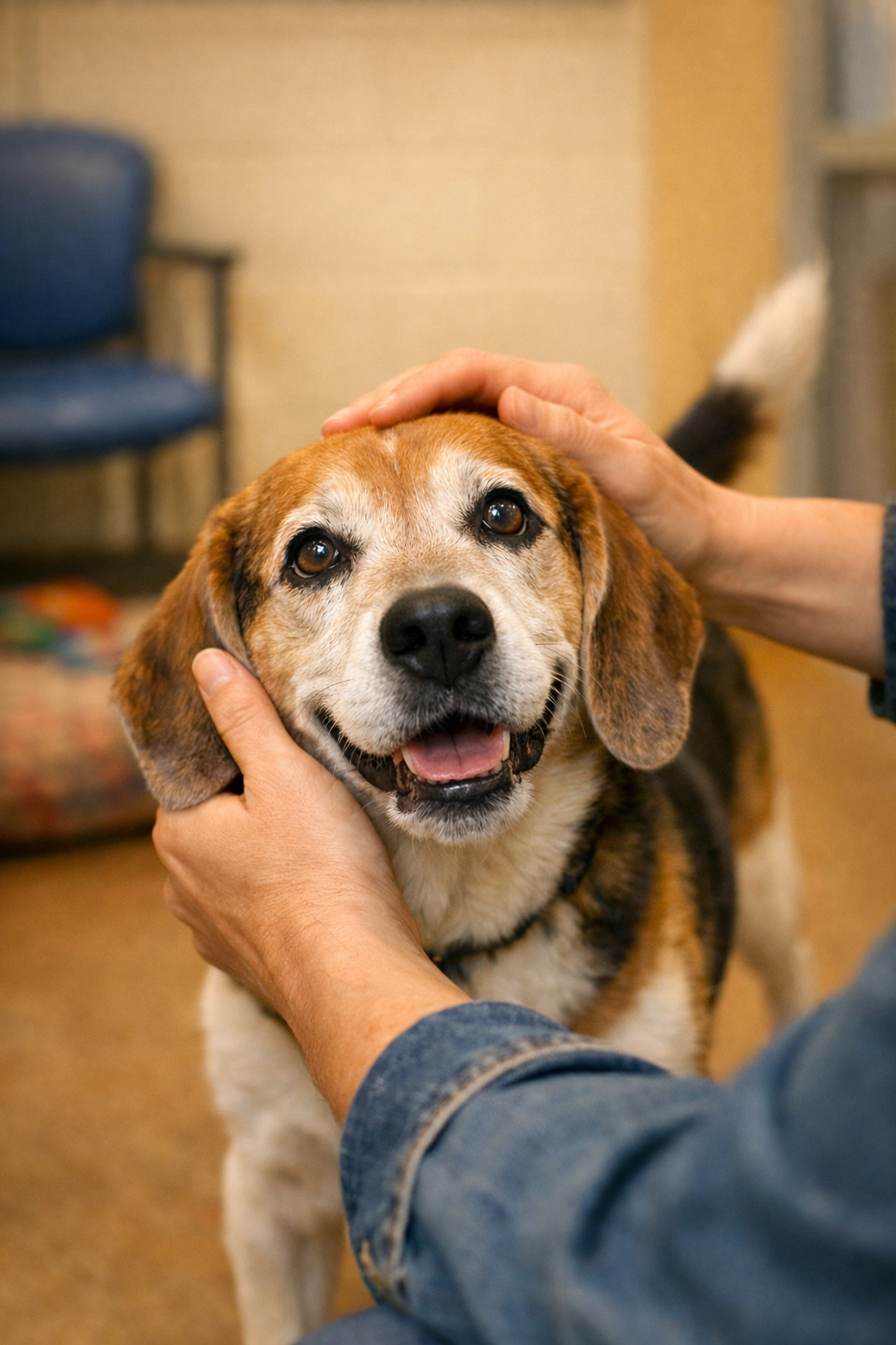 Adopter meeting senior beagle mix at animal shelter during adoption process