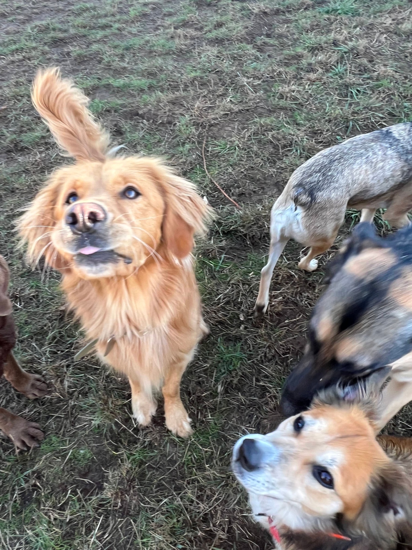 A group of dogs enjoying off-leash social time