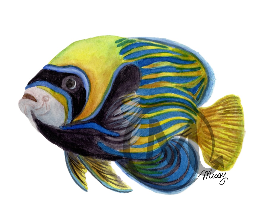 Regal Angelfish Watercolor Illustration