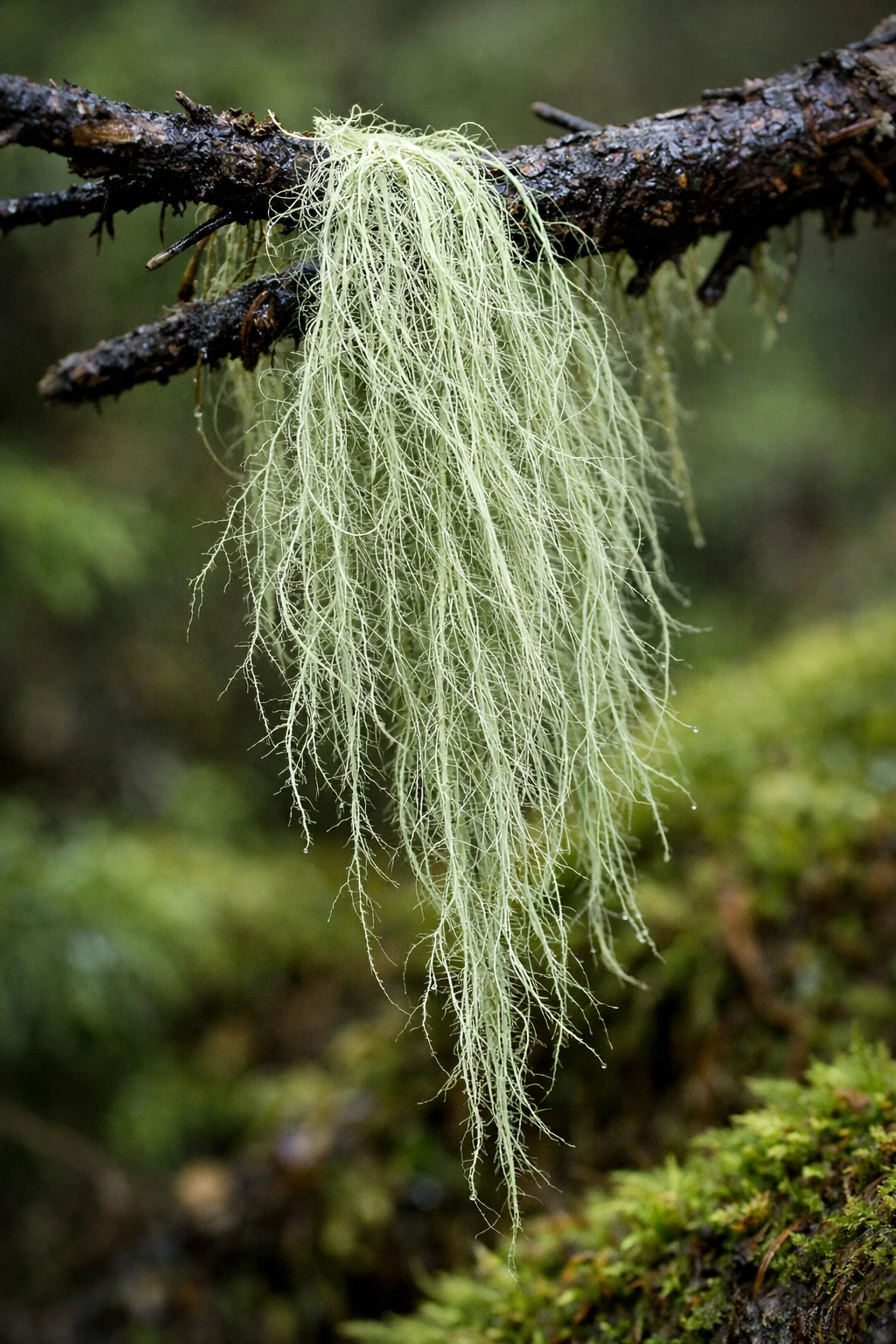 Natural Witch’s Hair lichen on a branch used as dry tinder for outdoor survival skills.