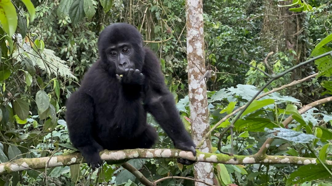 Young mountain gorilla in Bwindi rainforest — ideal for Gorilla Trekking Uganda and Rushaga Nkuringo sectors gorilla tracking from Orugano Bwindi Lodge.