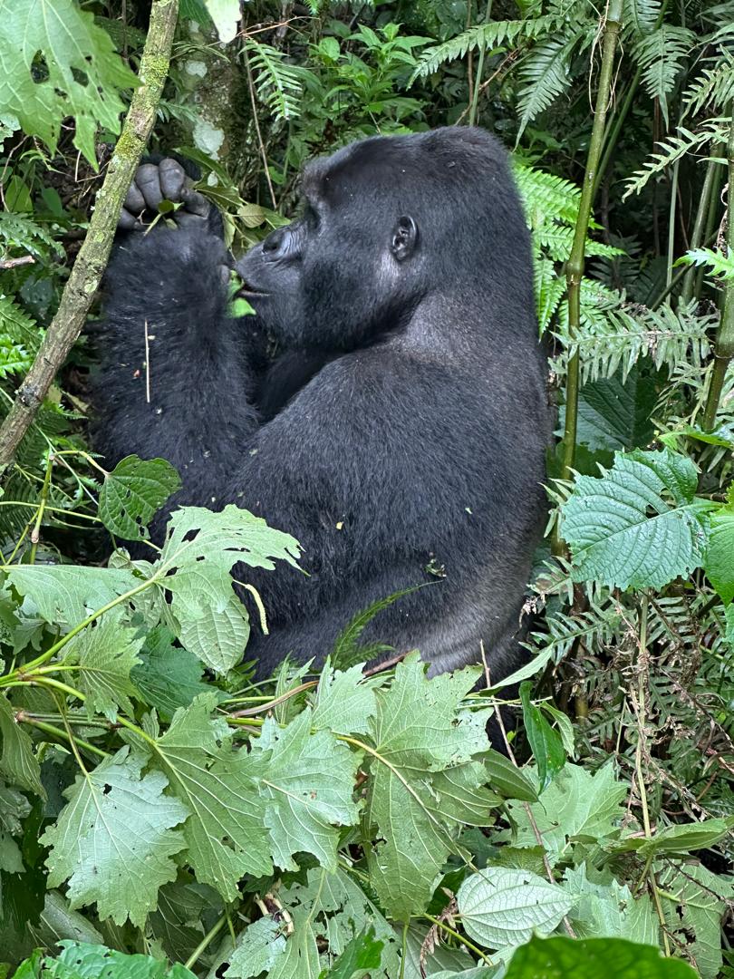Silverback Mountain Gorilla feeding in Bwindi