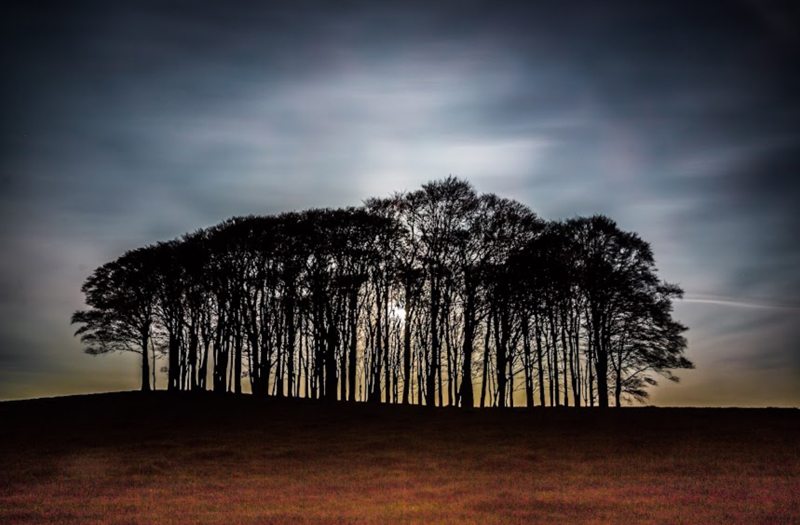 Nearly Home Trees (Cookworthy Knapp)