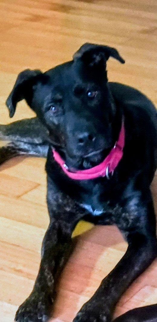 Black Dog with Pink Collar