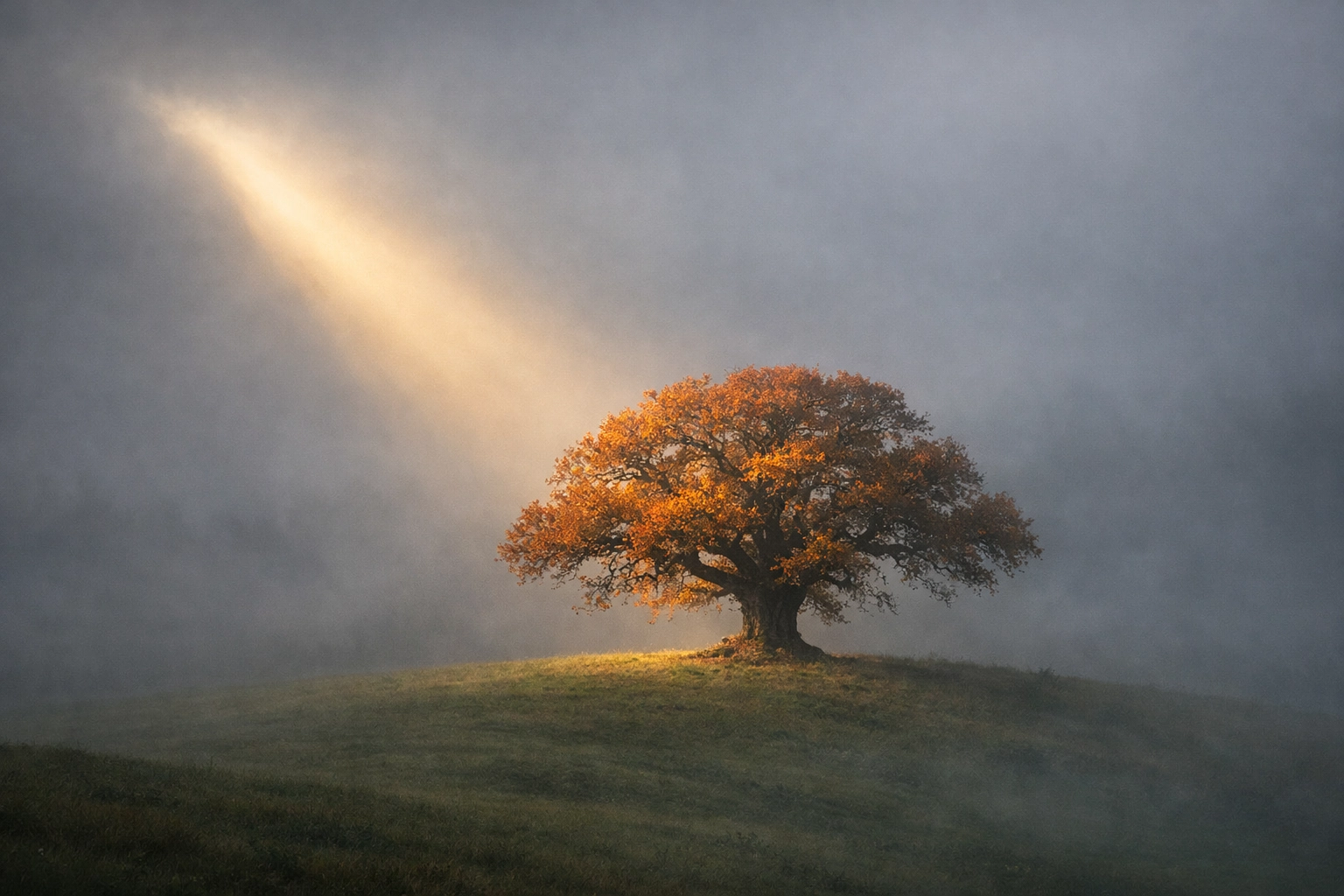 Ethereal autumn tree in morning mist capturing unique lighting and atmospheric landscape vibes.