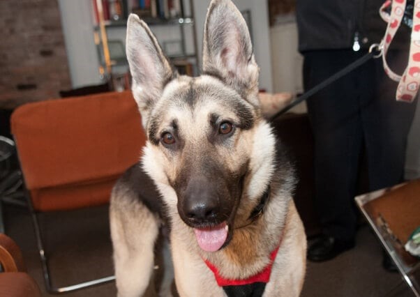 Young German Shepherd at Their Best Life Dog Sanctuary