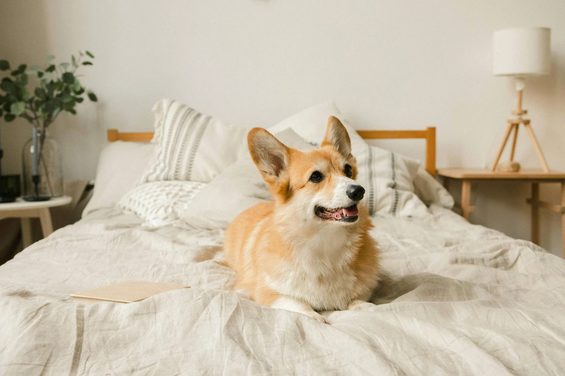 A happy, fluffy Corgi lounges comfortably on a cream-colored bed with soft pillows in a calm, homey environment.