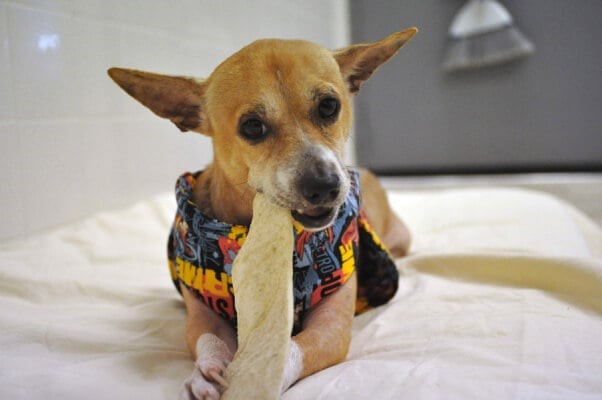 A small brown dog wearing a colorful bandana