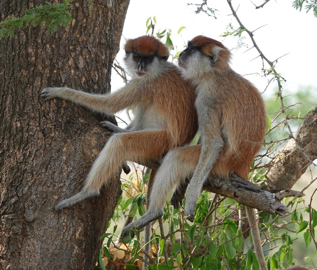 6 day Uganda Rwanda gorilla safari mountain gorillas