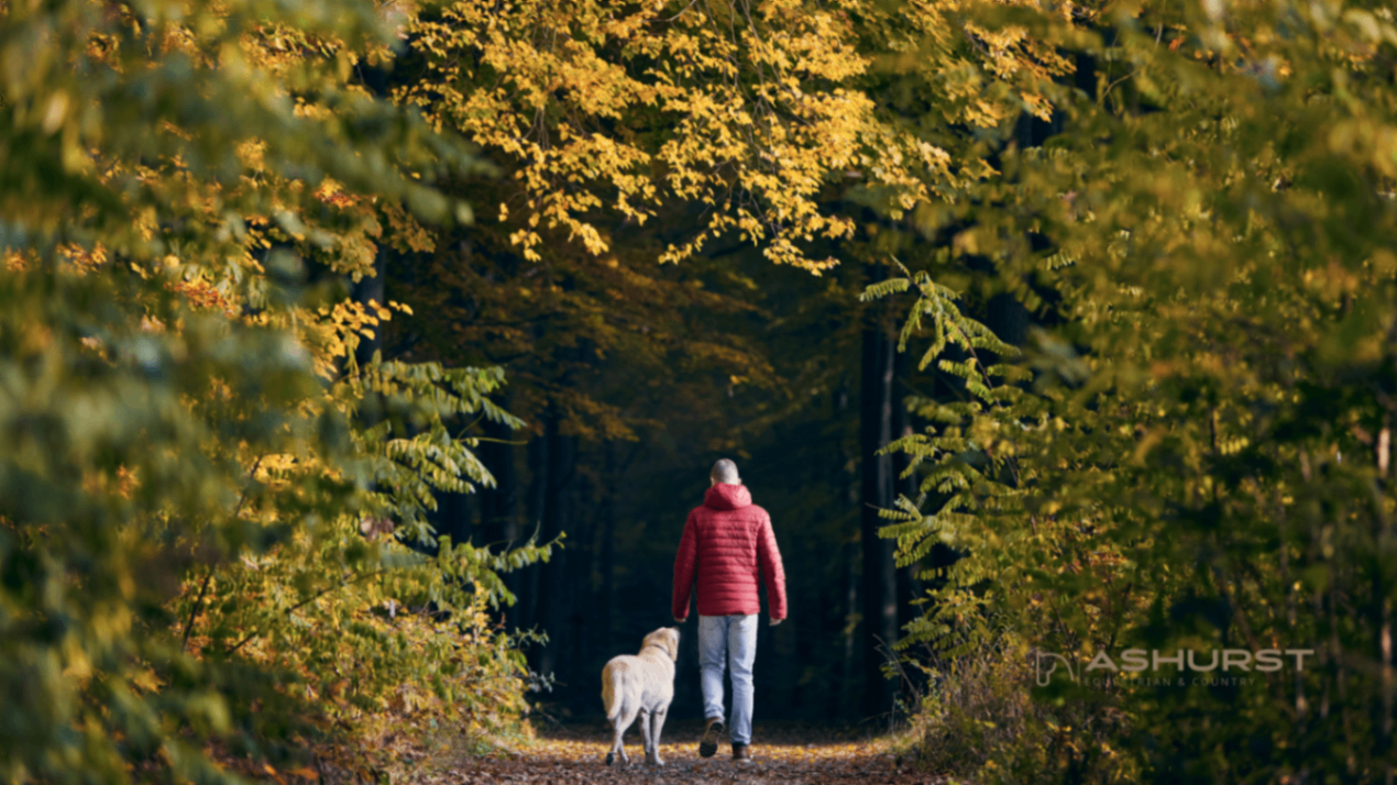 Person walking dog in autumn