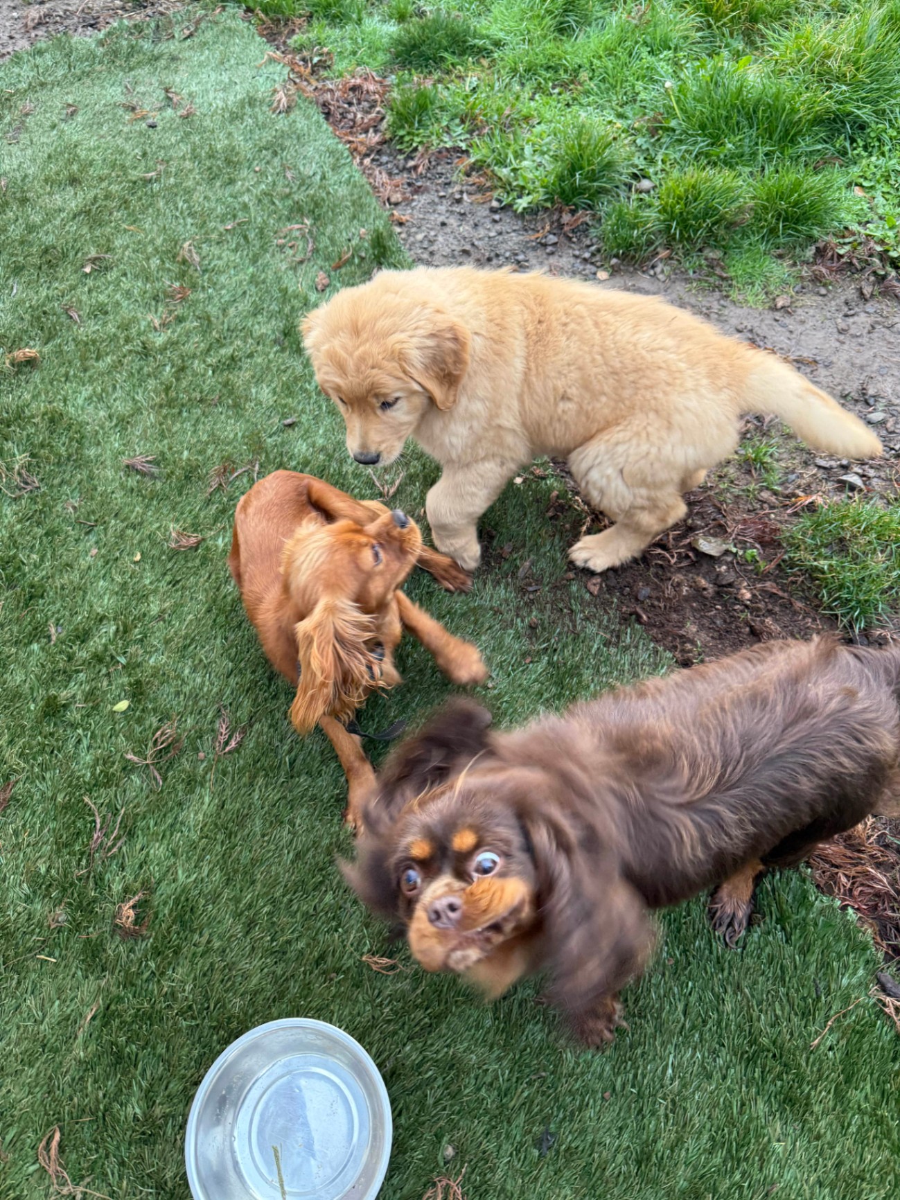 Three small dogs playing outdoors