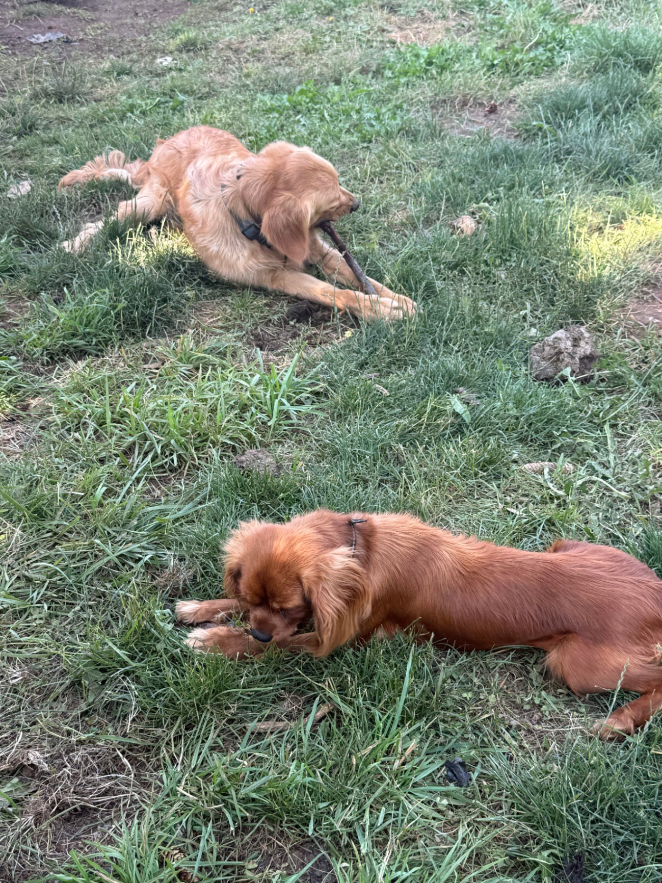 Two Dogs Lounging on Grass at Green Acres K-9 Resort