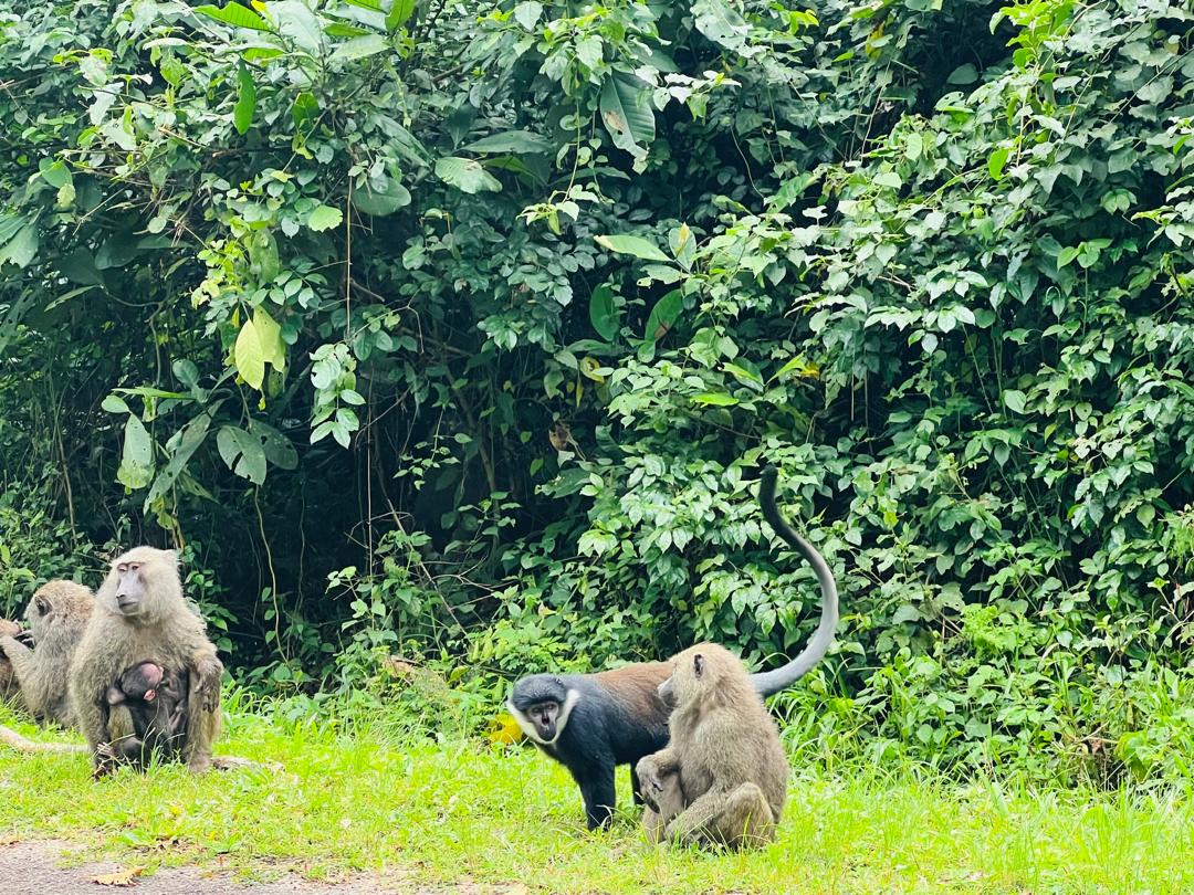 6 day Uganda Rwanda gorilla safari in Bwindi Impenetrable Forest