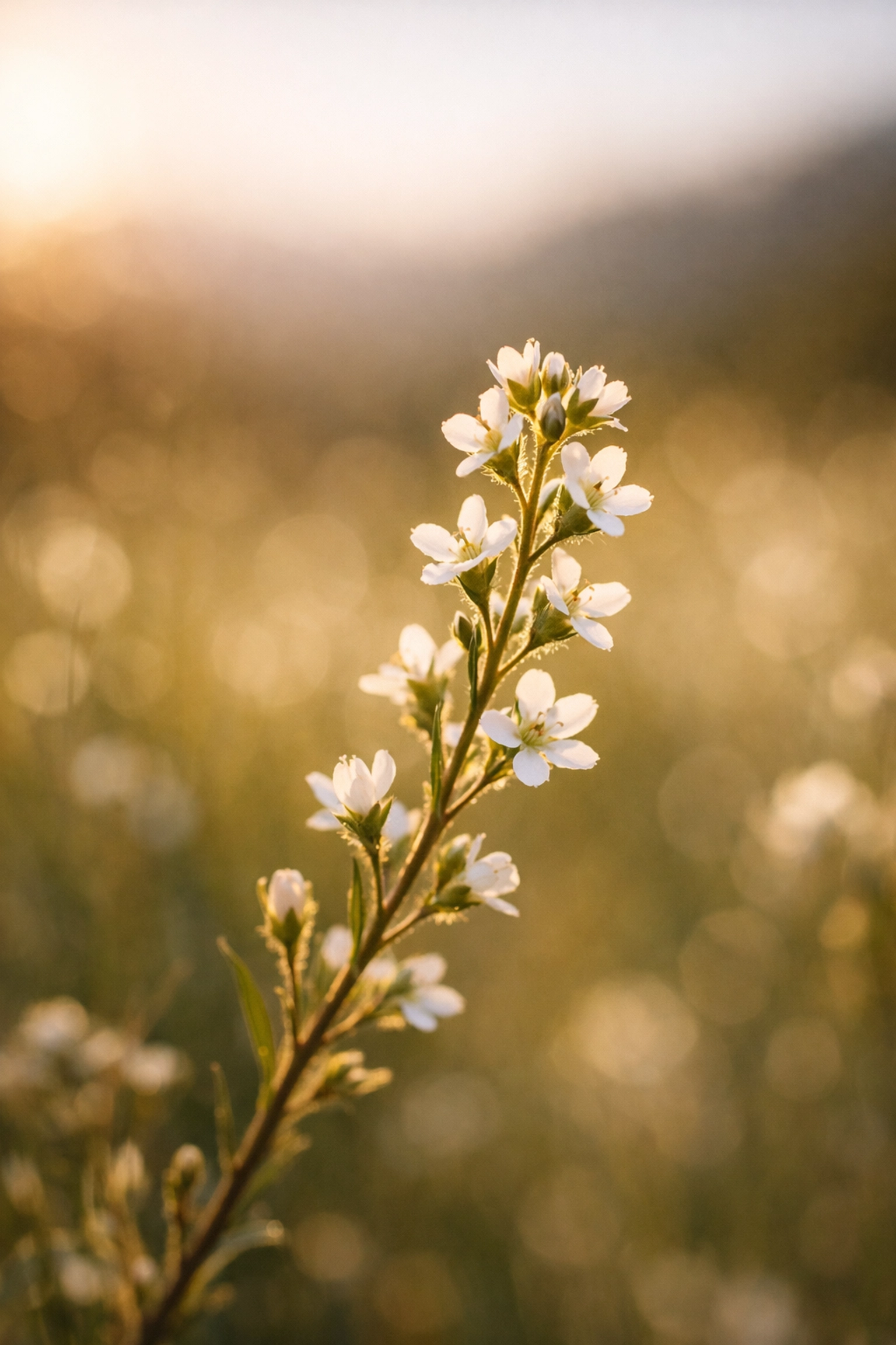 Soft-focus ethereal photography of wildflowers in the Sierra Nevada mountains during golden hour.