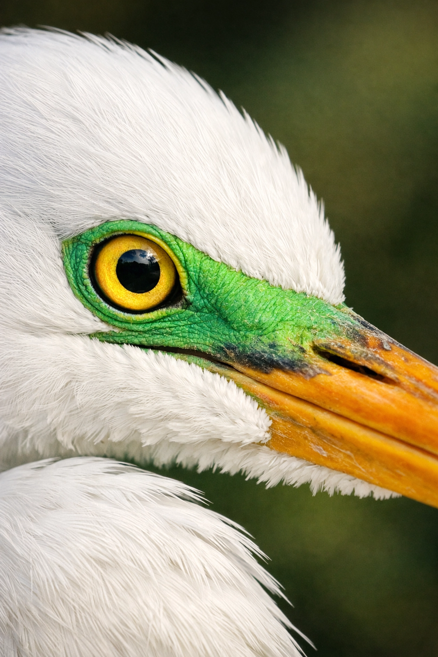 Sharp focus on the eye of a Great Egret in a Florida marsh.