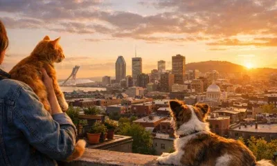 person-cat-dog-montreal-sunset-skyline-olympic-stadium.webp
