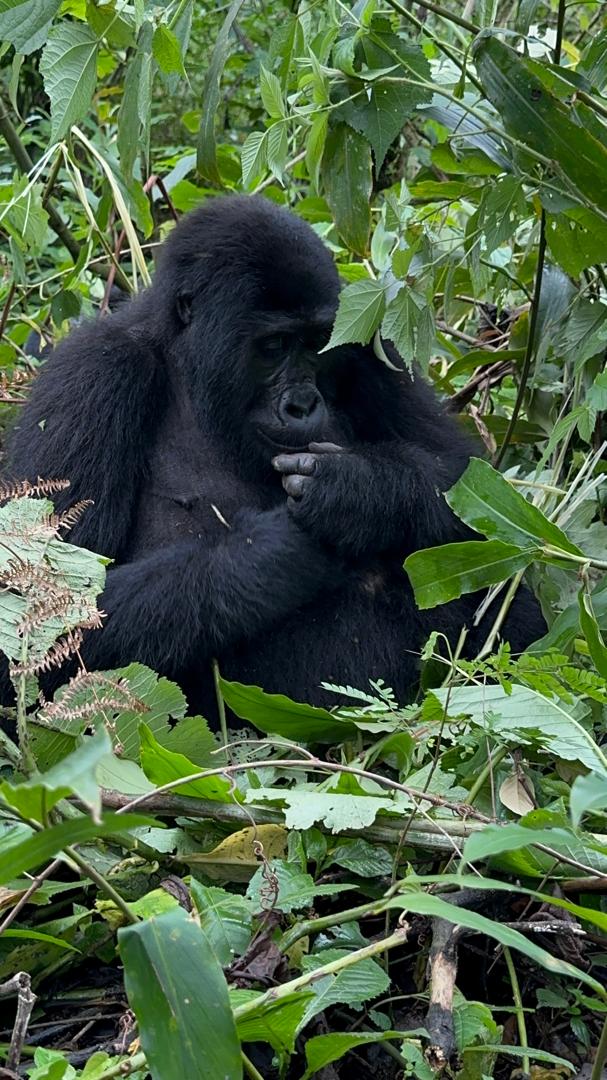 Mountain gorilla in Bwindi Impenetrable Forest