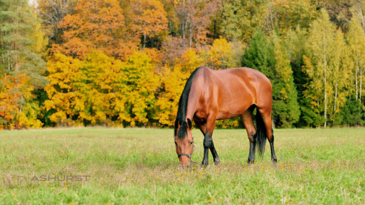 Bay Horse in Autumn Paddock