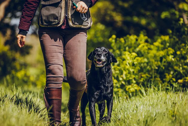 handler-with-black-labrador-gundog-training-in-field.webp