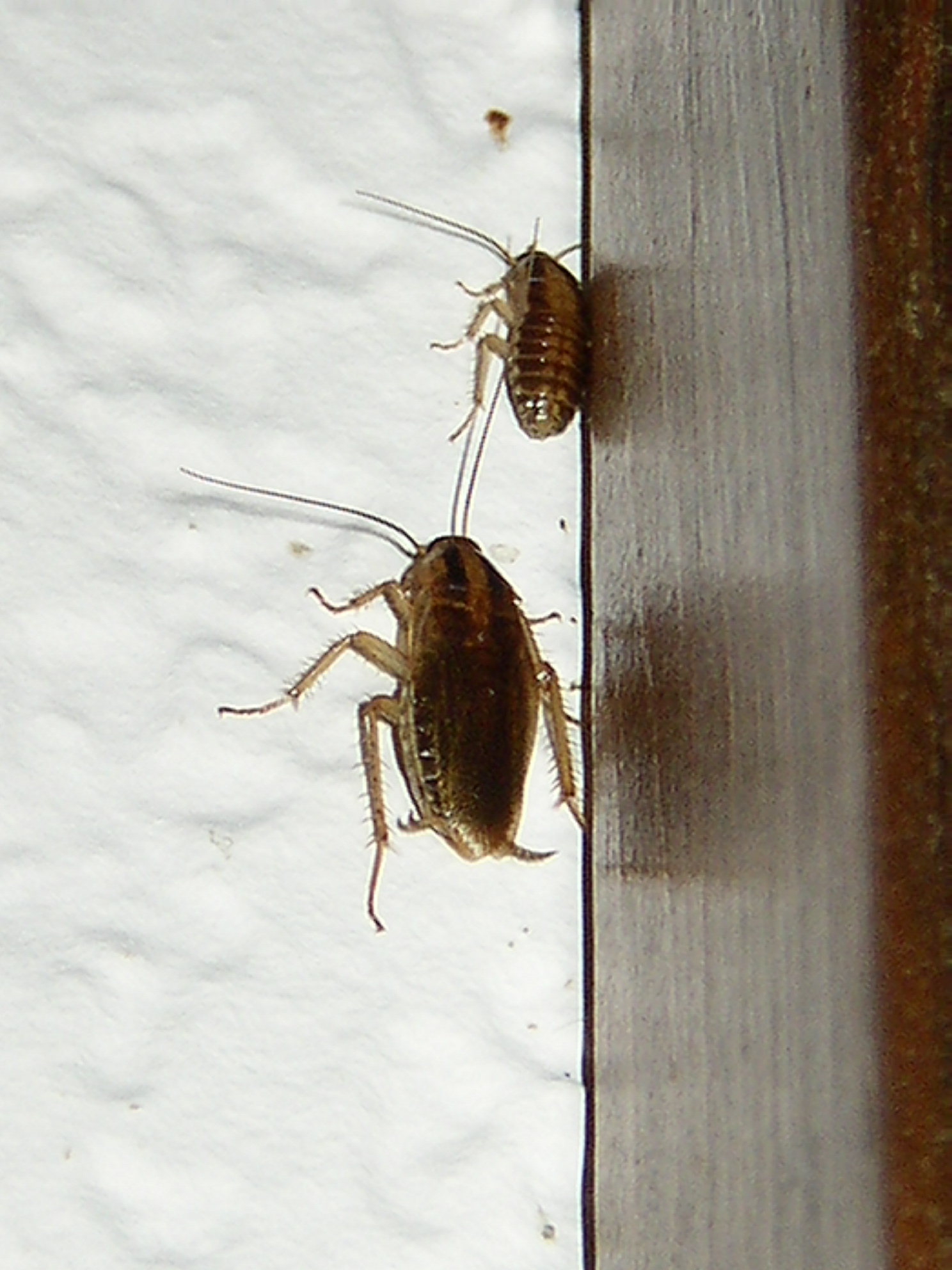 German cockroach_infestation