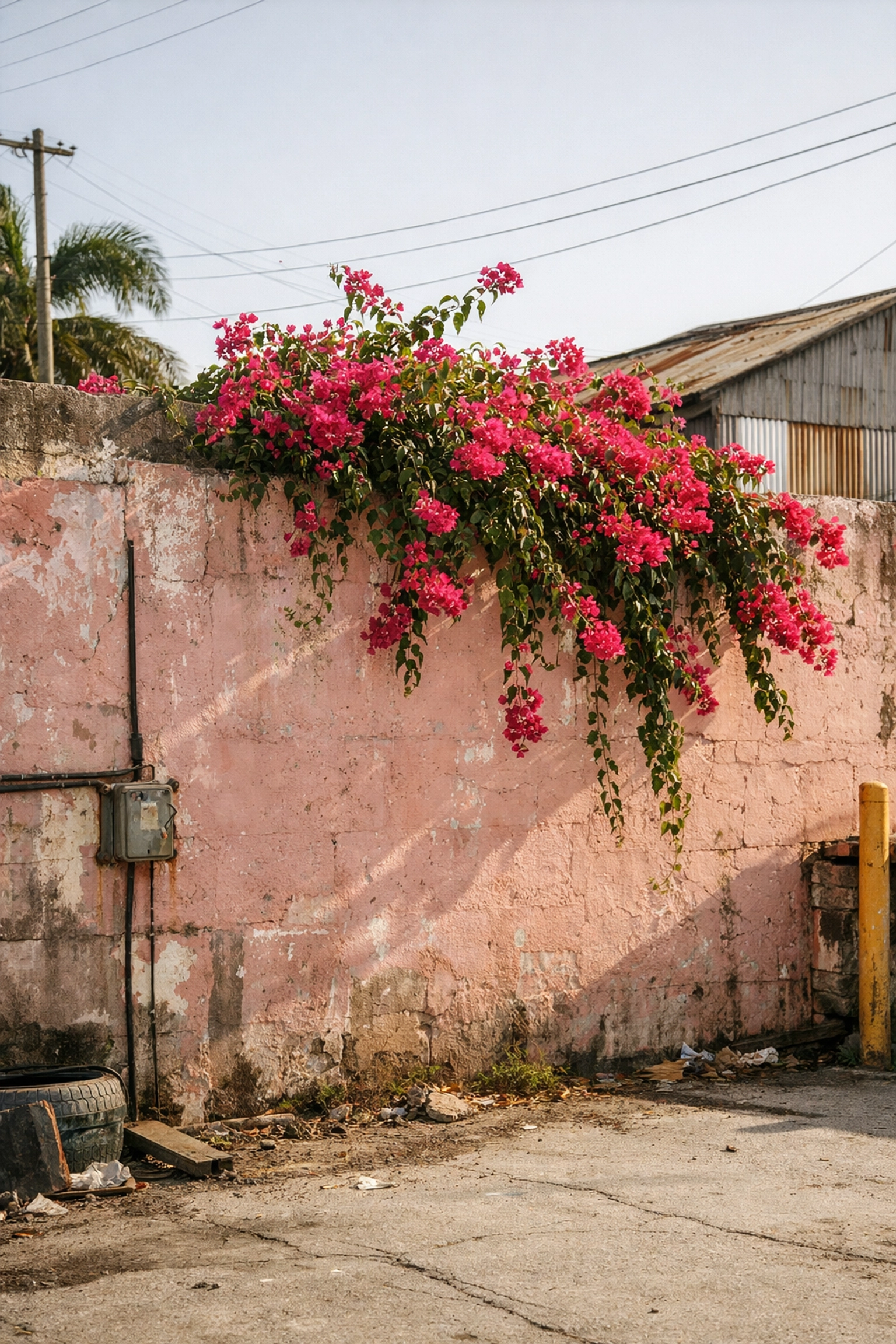 Vibrant bougainvillea over a sun-bleached pink wall, a hidden gem for street photography in Miami.