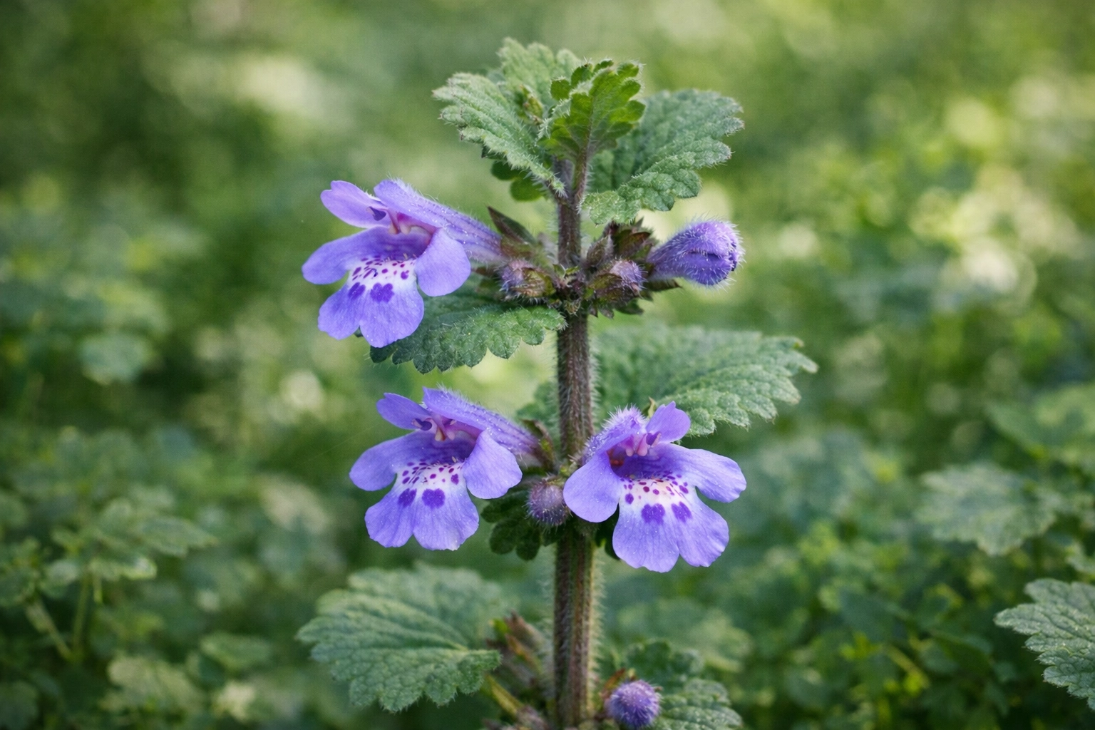 Ground ivy blue-violet flowers blooming on square stem, used in herbal medicine