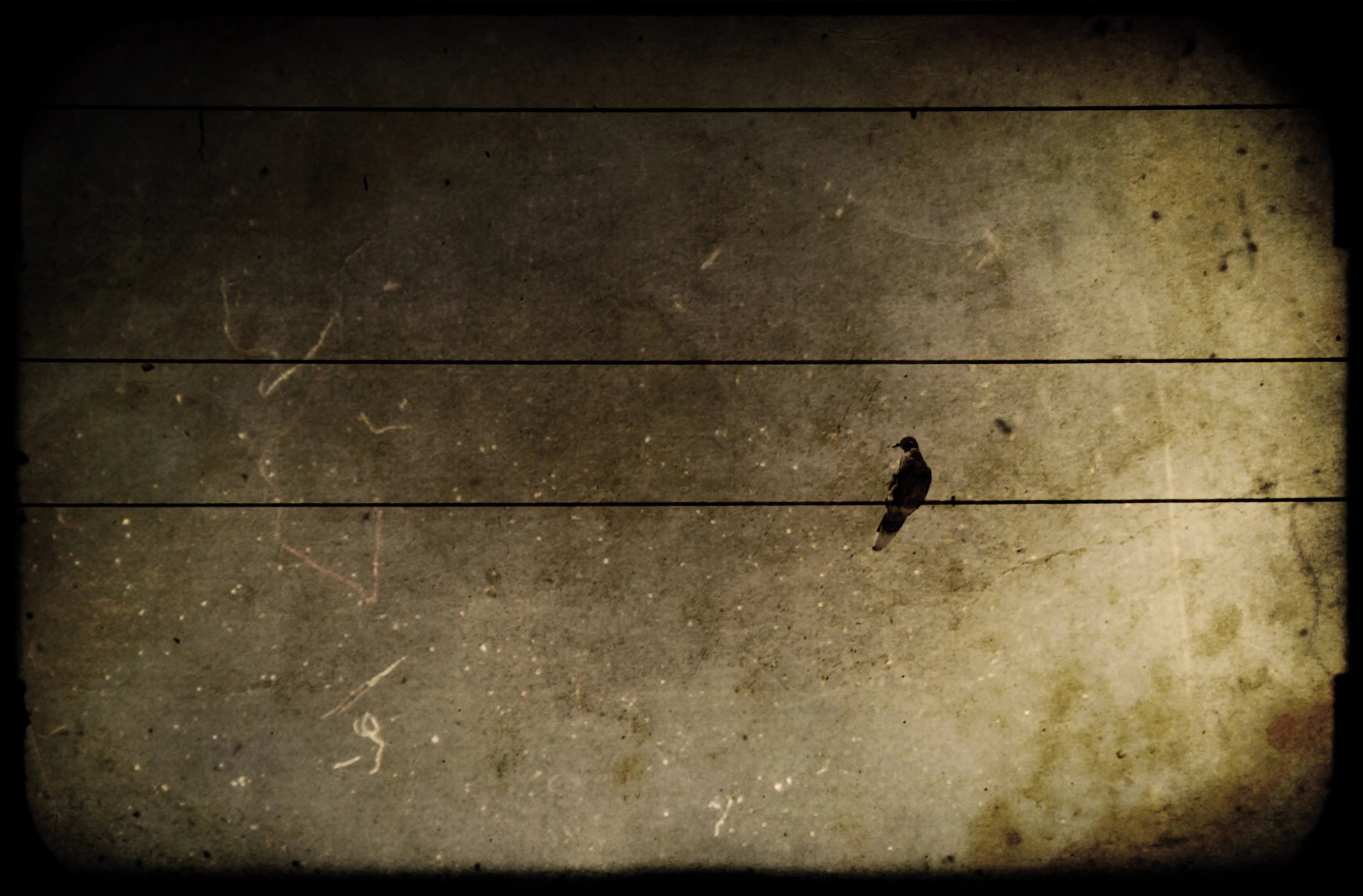 Emotional Distance: fine art photography print of a gorilla in quiet contemplation, grounded mood, reflective stillness