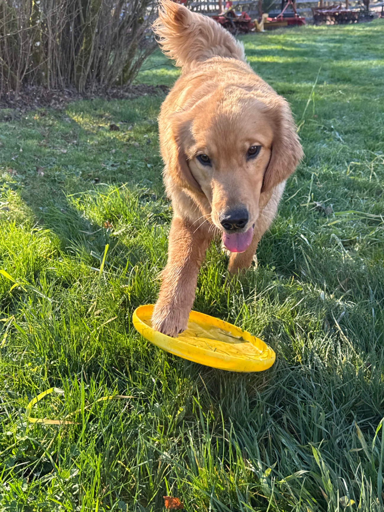Golden Retriever at Green Acres K-9 Resort carrying a yellow frisbee