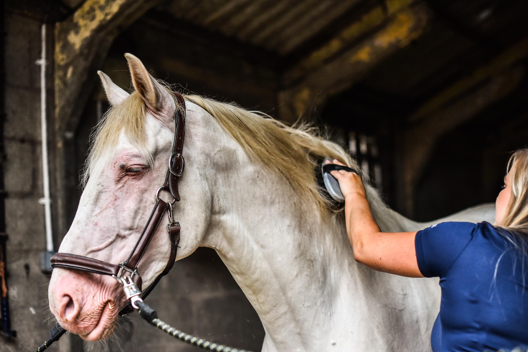 Eqclusive Grooming Brush Demonstration