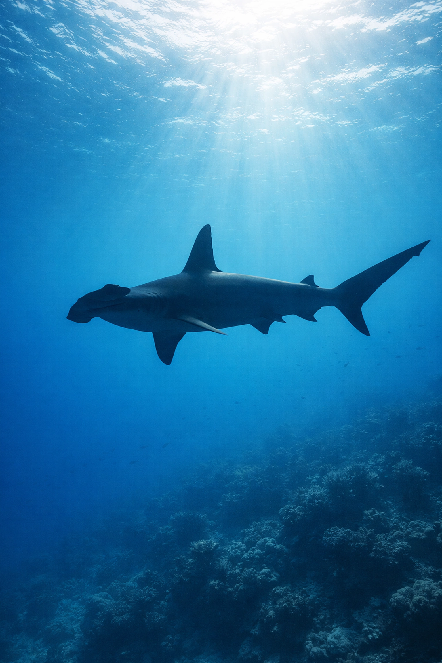 Hammerhead shark swimming in clear blue waters of Saudi Arabia's Red Sea diving sites