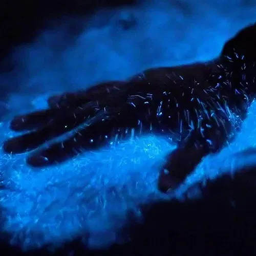 A hand gently glides through glowing blue bioluminescent water at night