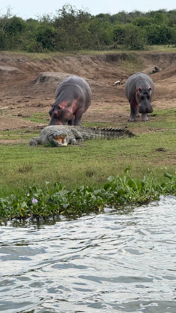 Hippos and Nile crocodile on a riverbank—boat cruise wildlife encounter, Uganda.