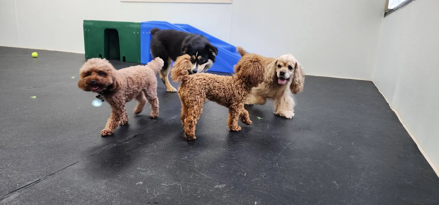 Four dogs socializing in a clean, supervised indoor play area with rubber flooring at Arlington Dog Daycare & Boarding.
