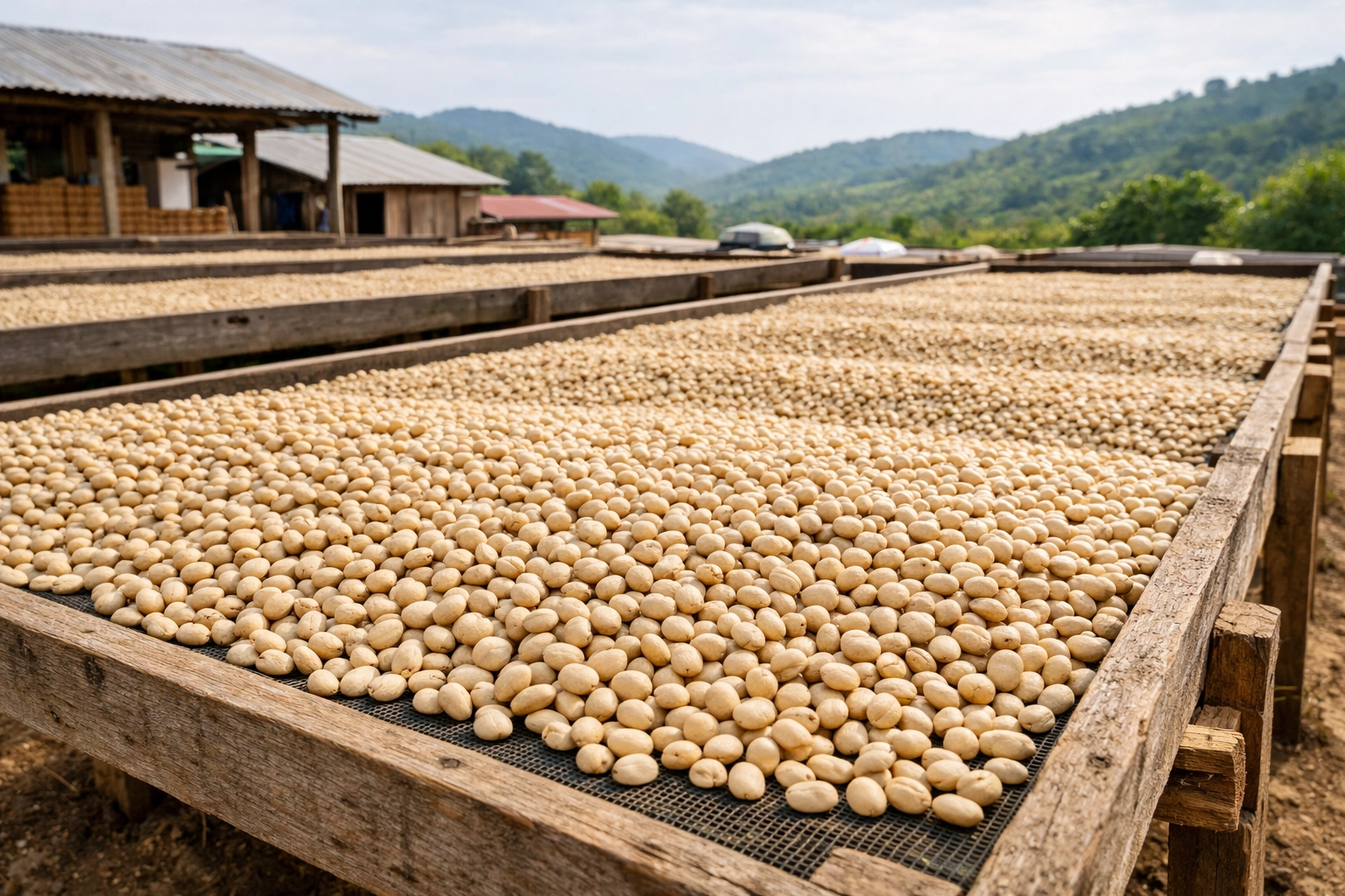 Speciality coffee beans drying on traditional raised wooden beds under natural sunlight.
