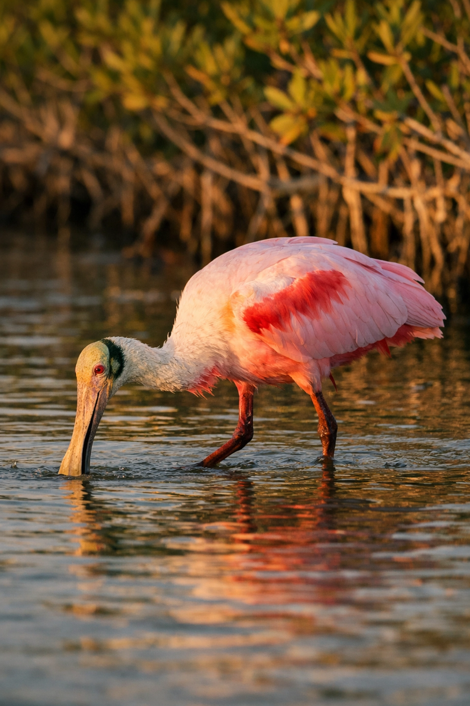 A Roseate Spoonbill foraging in the waters of Eco Pond at Flamingo in the Everglades.