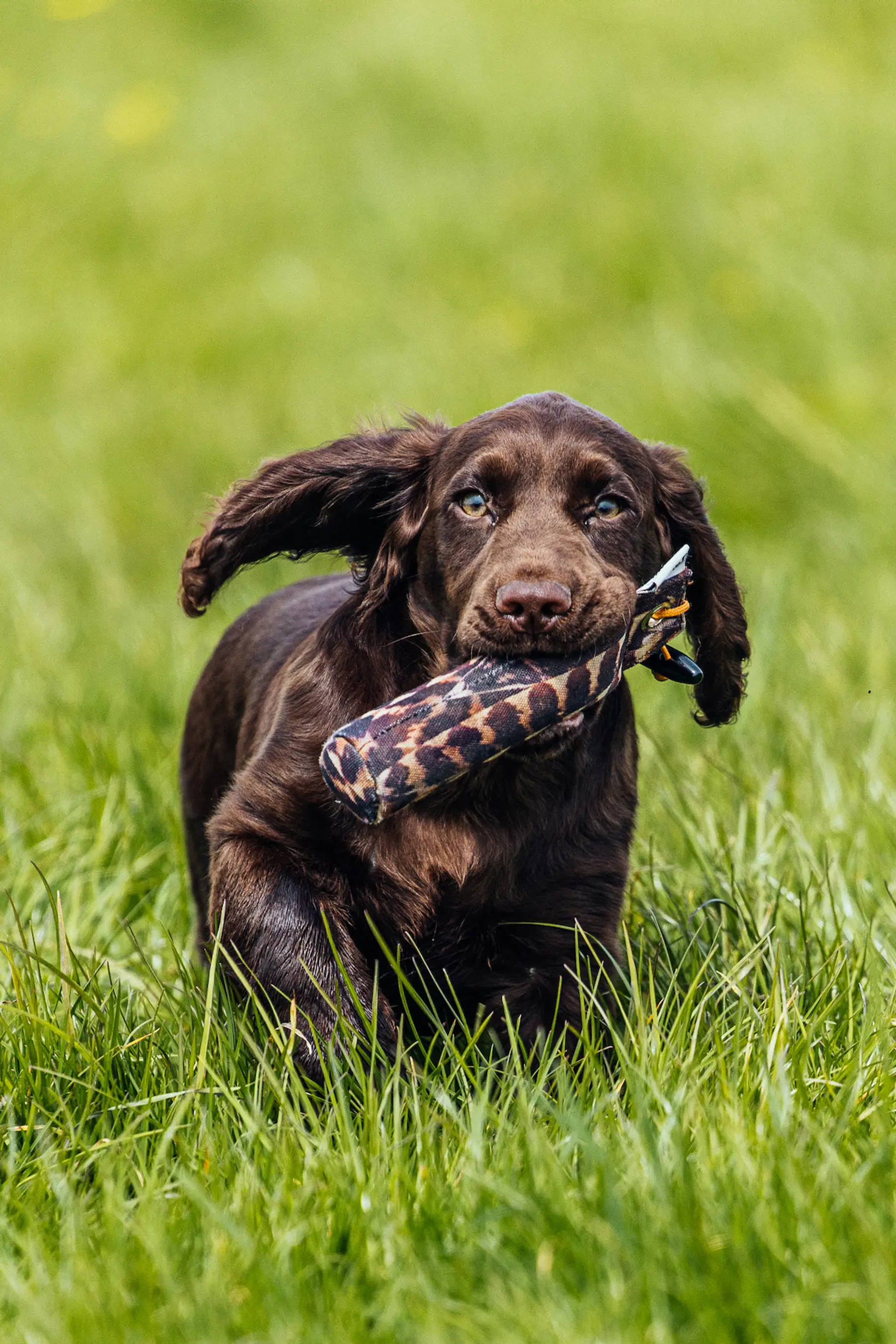 A young brown spaniel enthusiastically returns with a camouflage training dummy in its mouth.